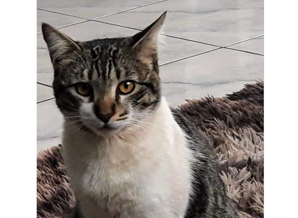 Gato desapareceu na região do Bairro Parque São Paulo