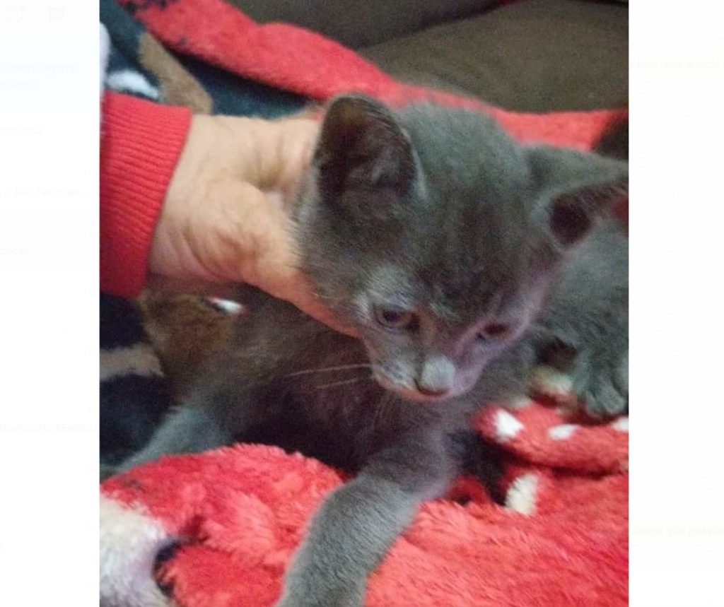 Gatinho ‘Jubileu’ desapareceu na região do Paulo Godoy