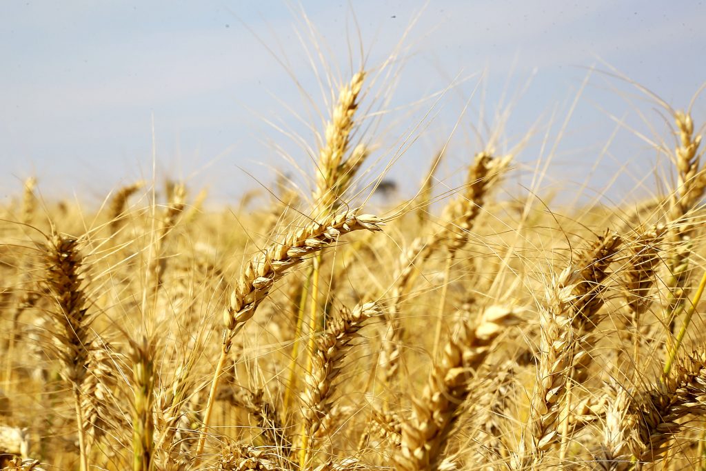 Boletim agropecuário aborda previsão positiva para o trigo