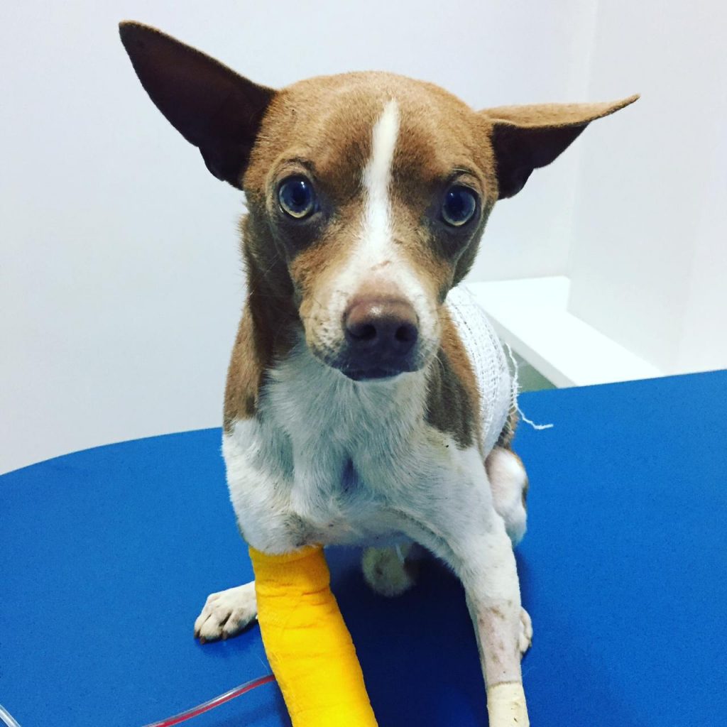 Internauta pede ajuda para localizar dono de cãozinho que foi encontrado ferido