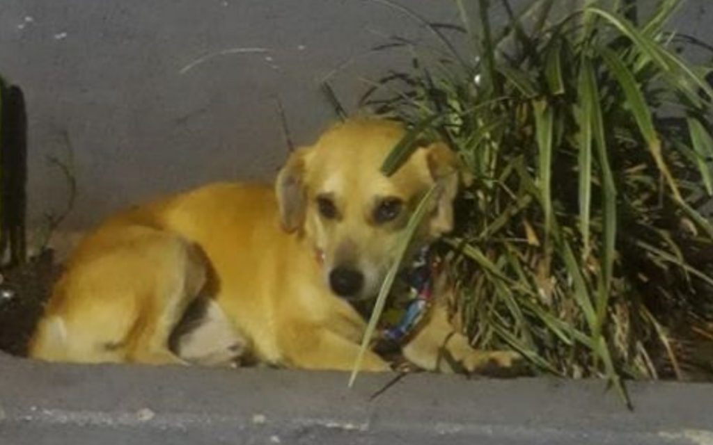 Cãozinho foi encontrado na Rua Rio de Janeiro, no Centro Cãozinho foi encontrado na Rua Rio de Janeiro, no Centro