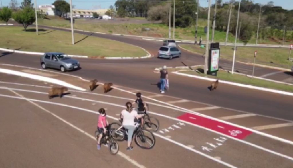 Mulher ajuda capivaras a atravessarem a Avenida Rocha Pombo, no Lago Municipal; veja Mulher ajuda capivaras a atravessarem a Avenida Rocha Pombo, no Lago Municipal; veja