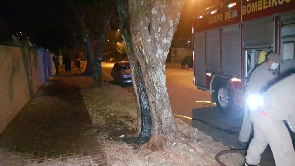 Incêndio atinge árvore e Corpo de Bombeiros é mobilizado