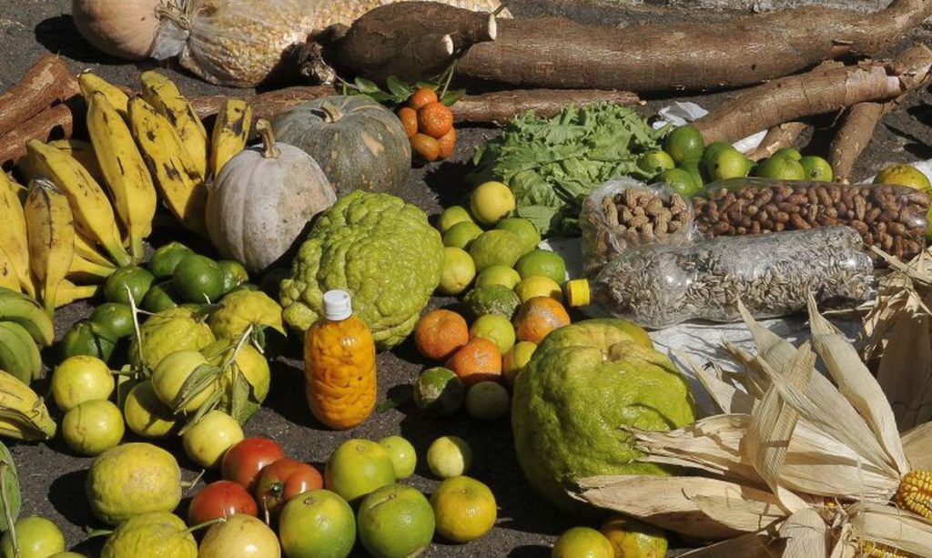 Assentamentos de reforma agrária podem ter licenciamento ambiental simplificado
