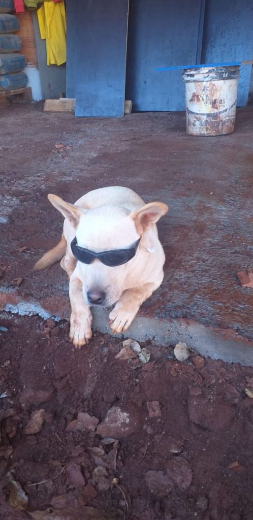 ‘Tigre’ desapareceu no Bairro Country