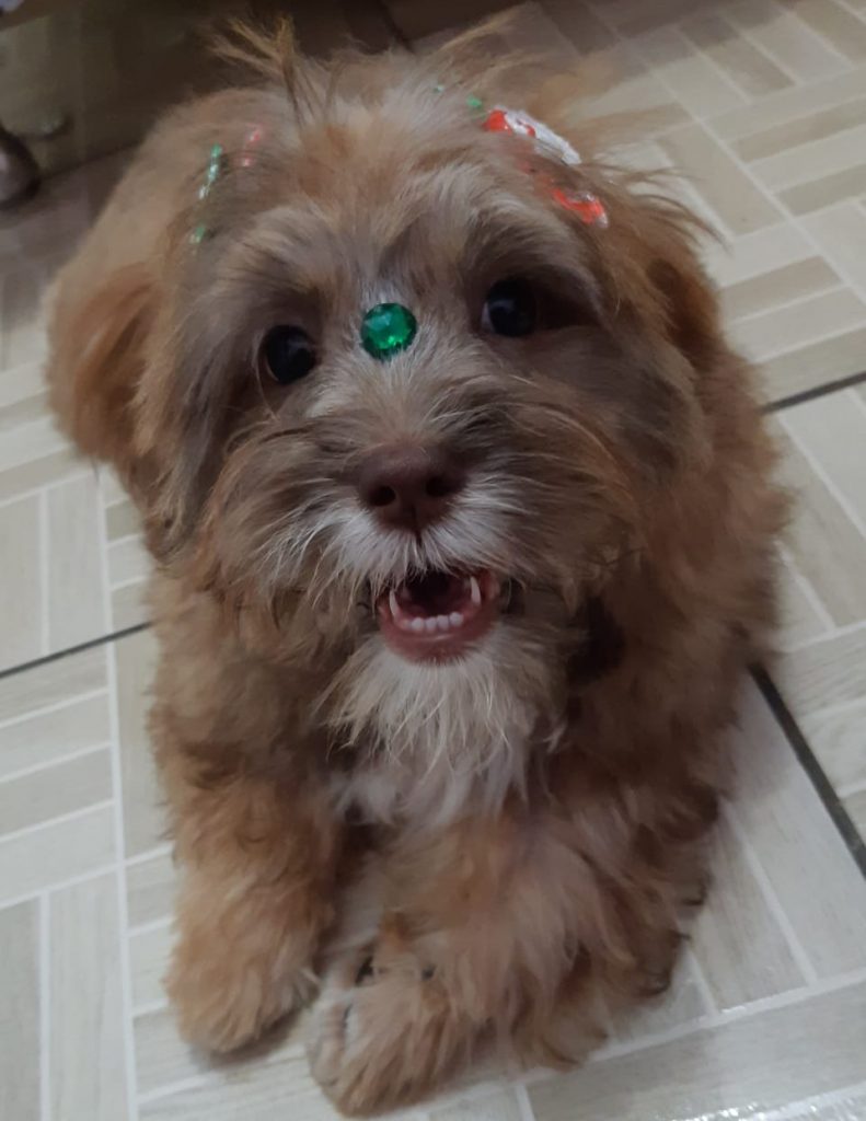 ‘Bela’ desapareceu no Bairro Santa Cruz