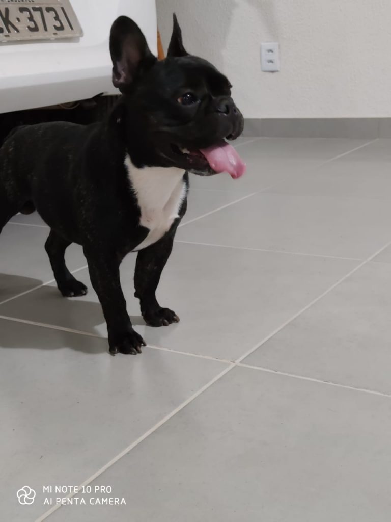 Cachorro é encontrado nas proximidades do Lago