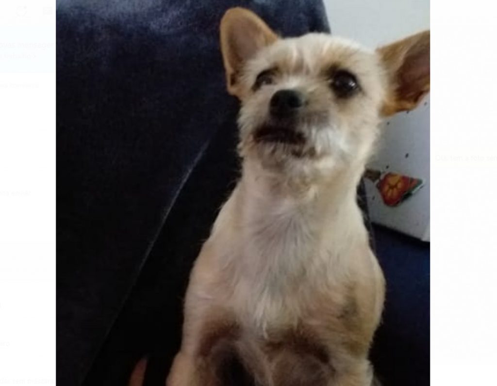 Cãozinho desapareceu na região do Loteamento Mantovani Cãozinho desapareceu na região do Loteamento Mantovani