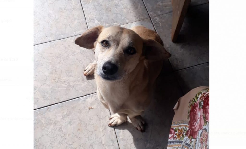 Cachorrinho desapareceu na região do Parque São Paulo Cachorrinho desapareceu na região do Parque São Paulo