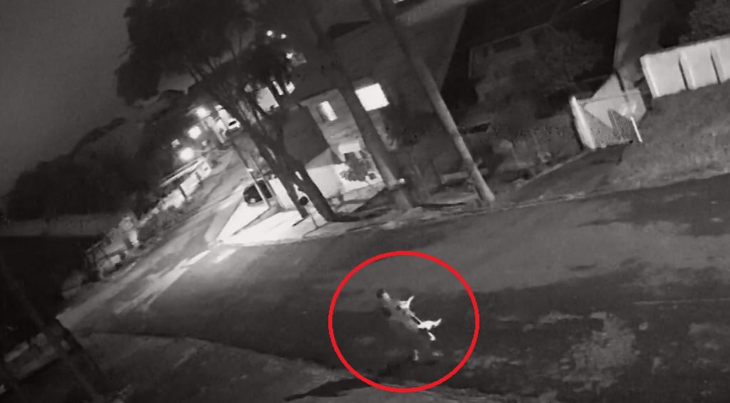 Jovem acusado de assar e comer cão em Curitiba acaba preso por receptação