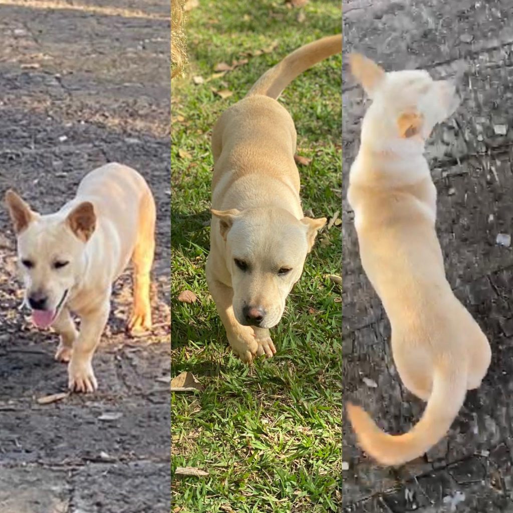 Cachorro está desaparecido na região do Bairro Country