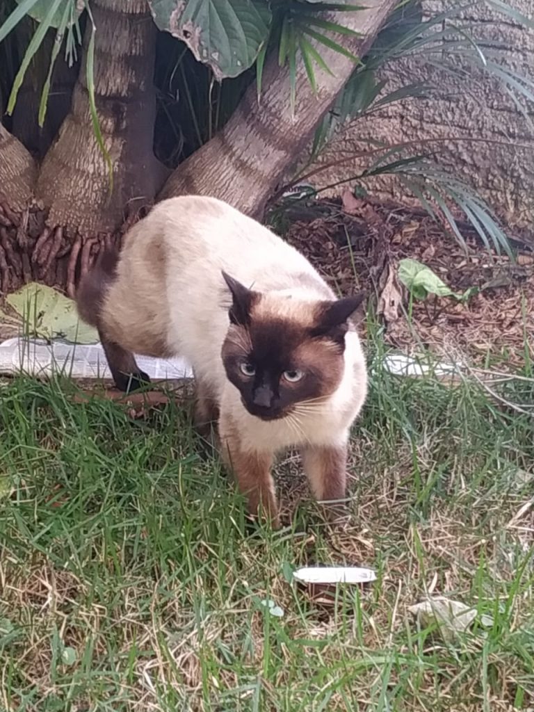 Gato foi encontrado no Bairro Universitário Gato foi encontrado no Bairro Universitário