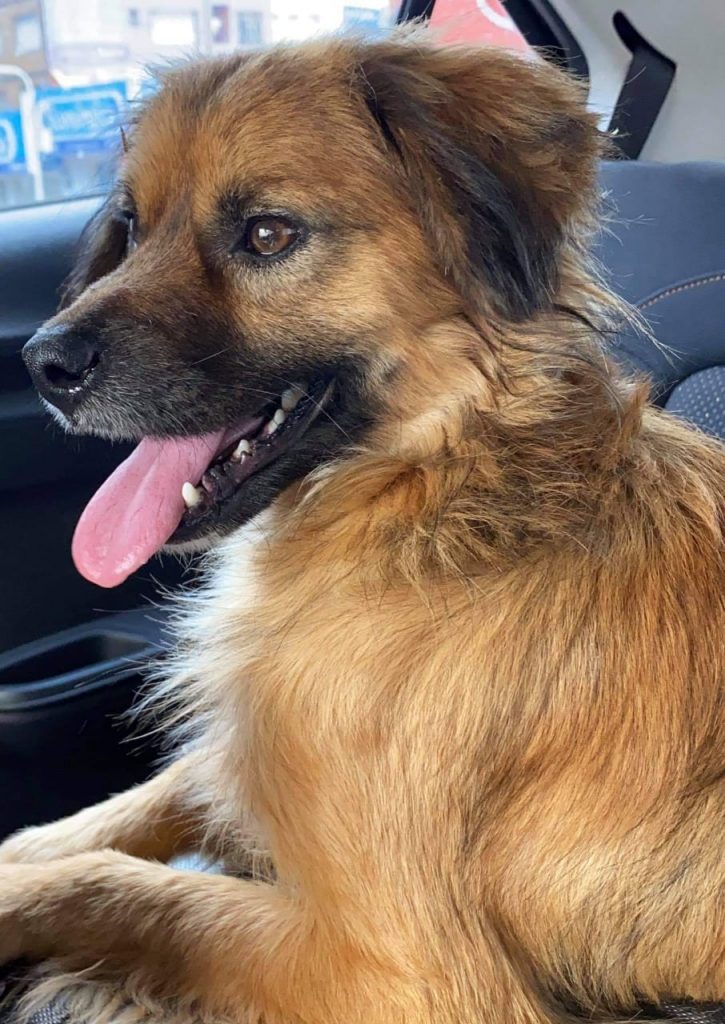 Cachorro que estava em lar temporário foge no Montreal