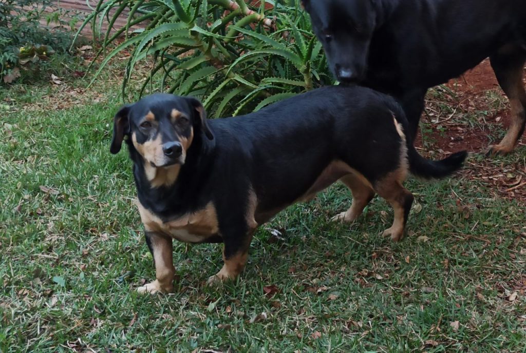 Marley fugiu no Bairro Pioneiros Catarinenses