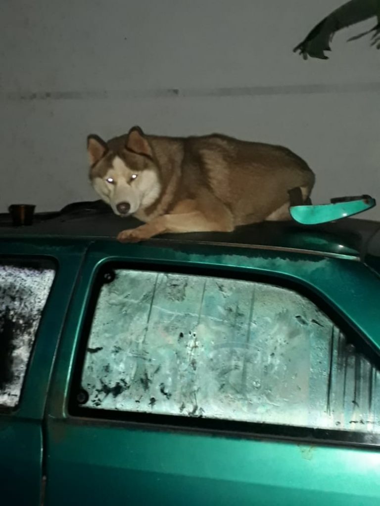 Família oferece recompensa para encontrar Husky Siberiano