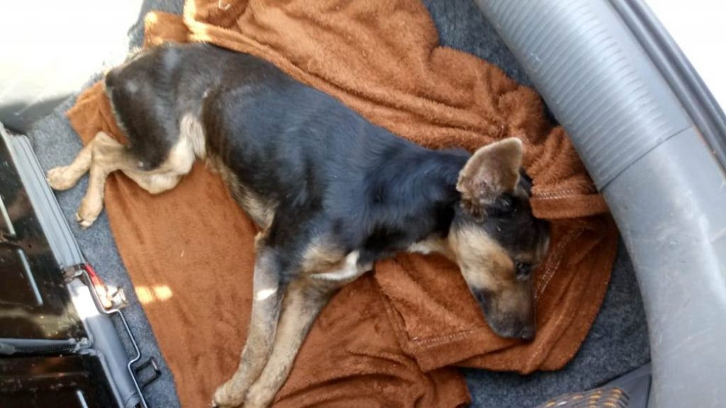 Internauta pede ajuda para pagar tratamento de cão resgatado com cinomose