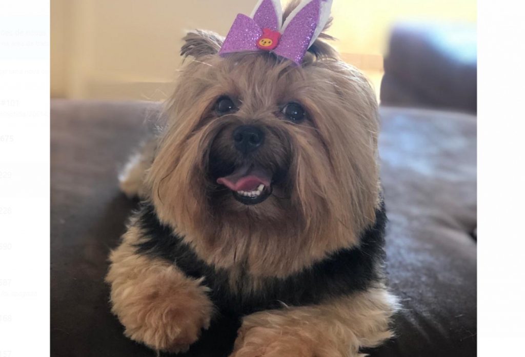 Cachorrinha Yorkshire desapareceu na região do Bairro Tropical