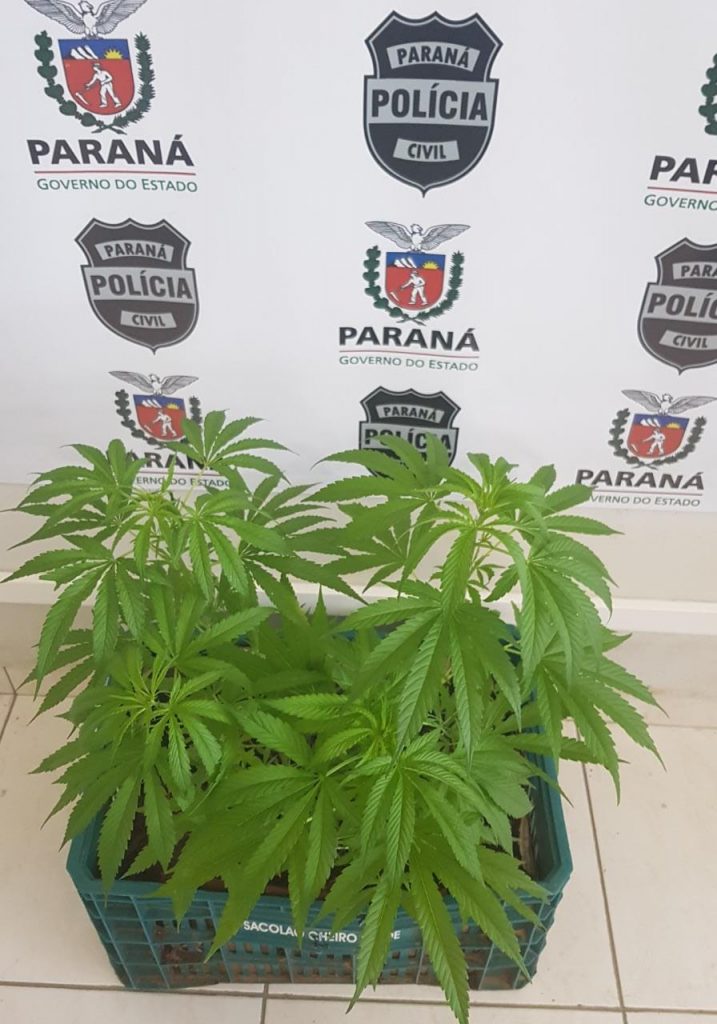 Homem de 28 anos é preso ao colocar pés de maconha para pegarem um sol