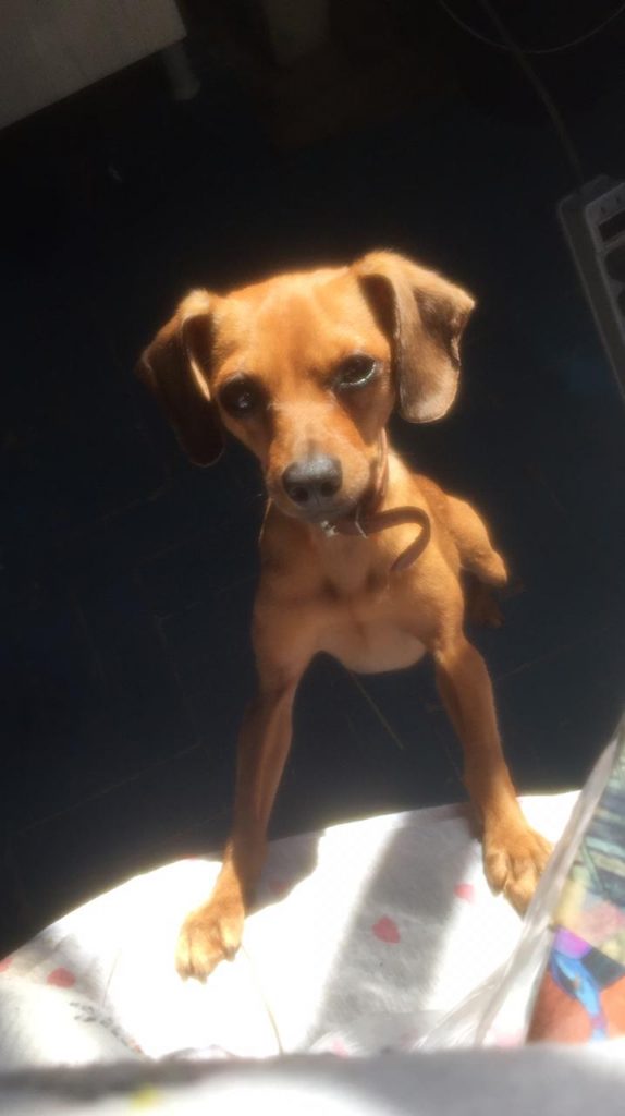 Moradora do São Cristóvão oferece recompensa por cachorrinho desaparecido