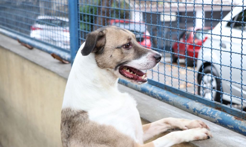 CMC vota lei para incentivar adoção responsável de animais