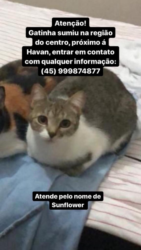 Gata ‘sunflower’ está desaparecida e dono pede ajuda para encontrá-la