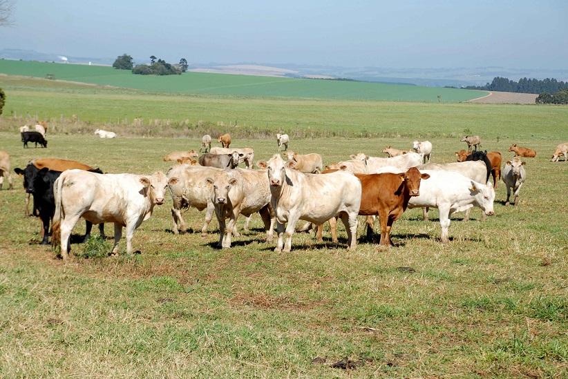 Paraná é reconhecido como estado livre de febre aftosa sem vacinação Imagem referente a Paraná é reconhecido como estado livre de febre aftosa sem vacinação