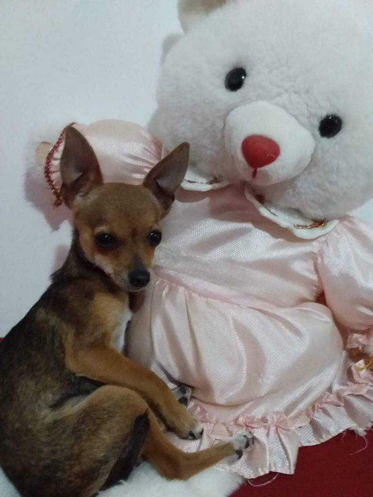 Lola desapareceu no Bairro Clarito