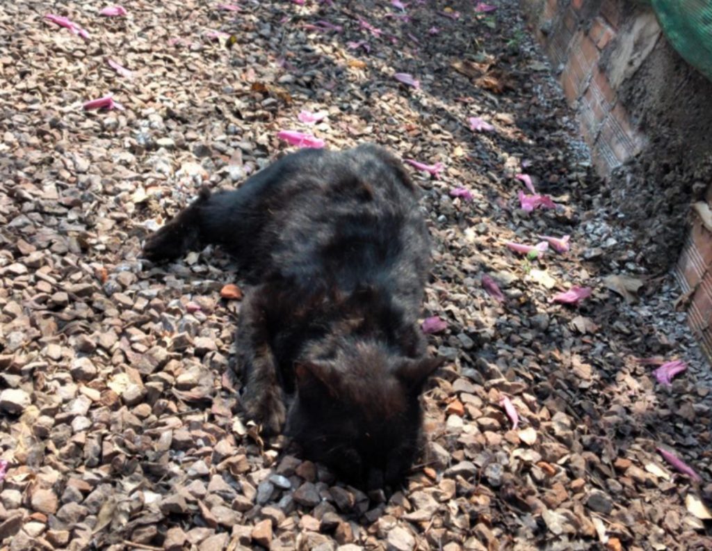 Internauta afirma que gatos morreram envenenados, no Jardim Colonial