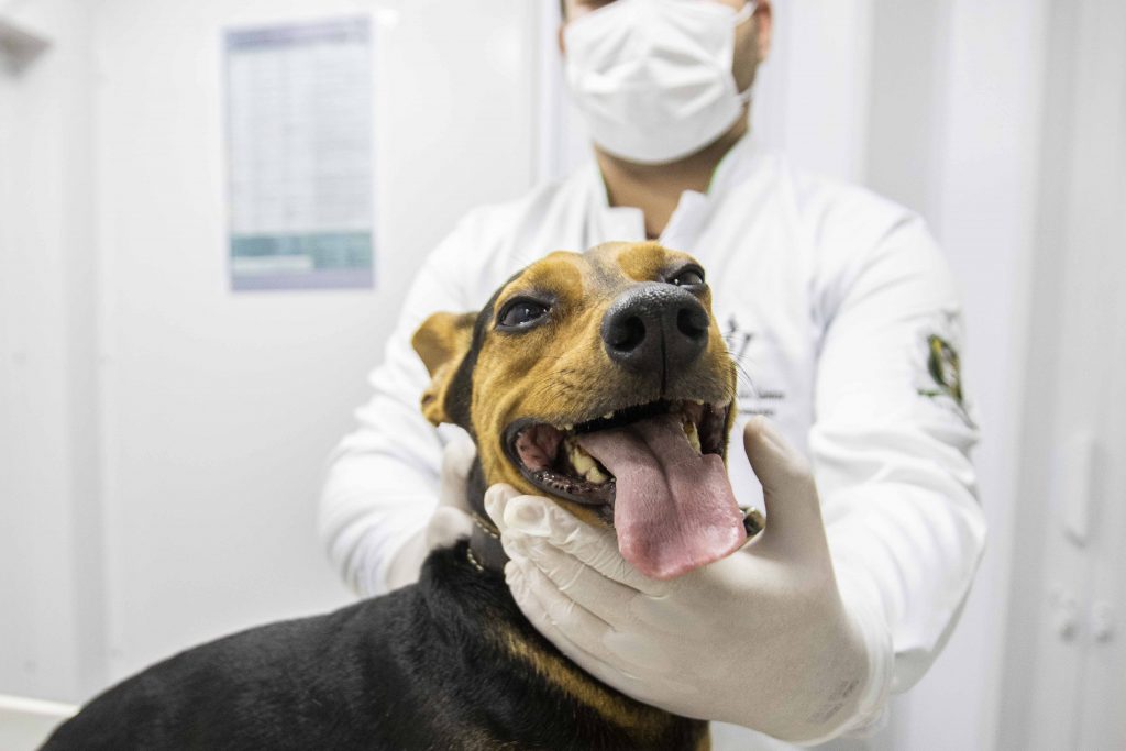 Prefeitura de Toledo orienta população sobre cuidados com cães