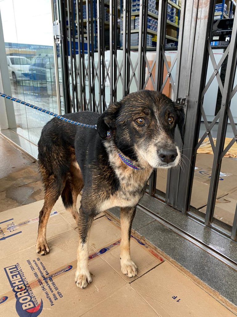 Cachorro é encontrado no Trevo Cataratas