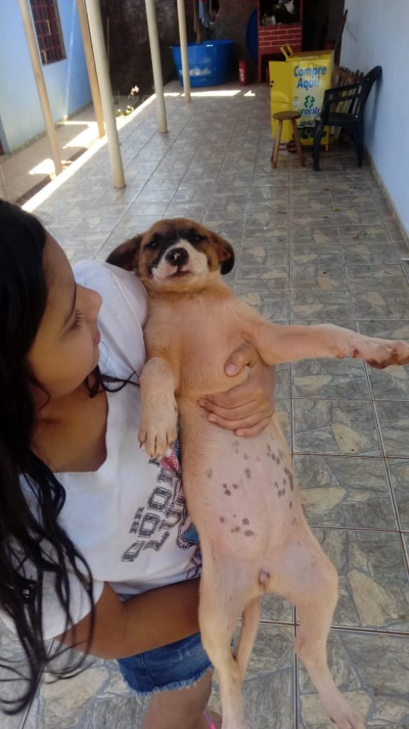 Internauta procura donos para cães resgatados em Sede Alvorada