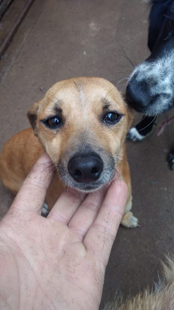 Cadelinha é encontrada no Bairro Periolo