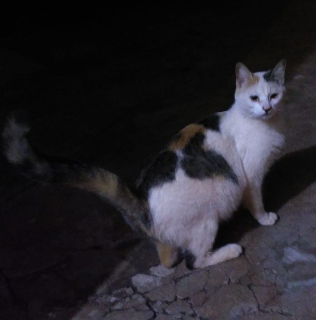 Internauta procura por gata que fugiu perto da igreja do Parque São Paulo