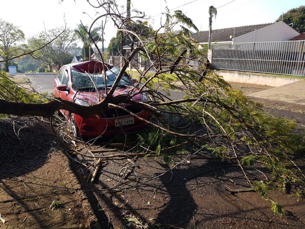 Ford Ka é atingido por árvore no Bairro Claudete; dono comprou o carro há pouco tempo para trabalhar