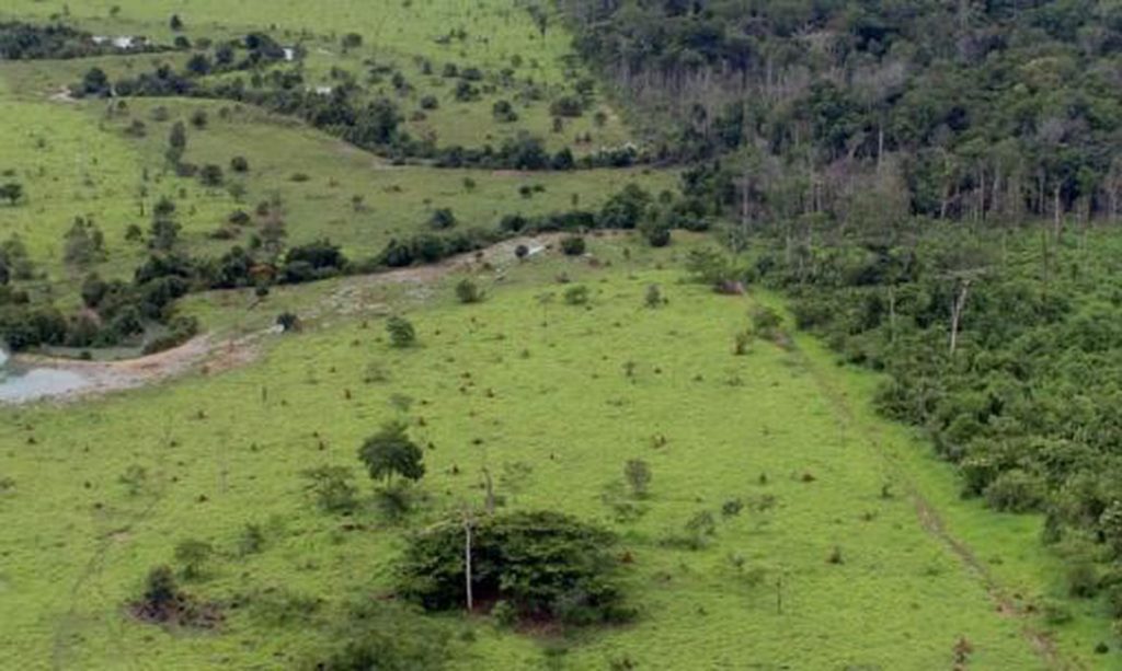 PEC que reconhece cerrado como patrimônio nacional é uma das prioridades da Frente Ambientalista