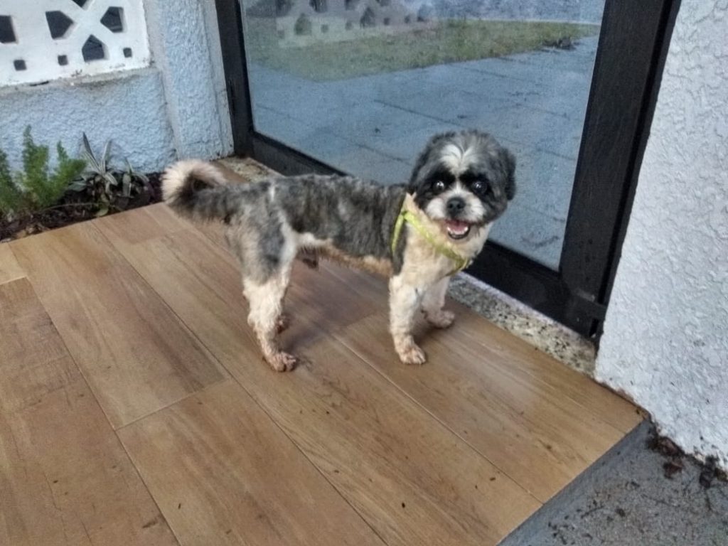 Morador do Country encontra cachorro e deseja devolvê-lo ao dono