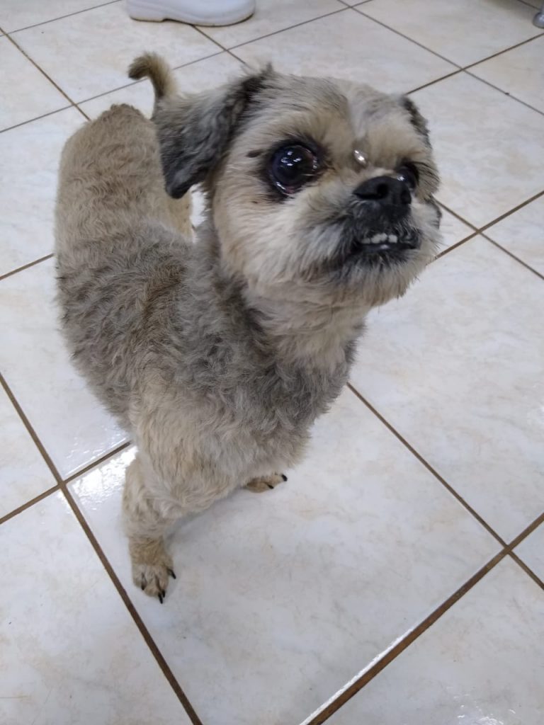 Cadelinha é encontrada no Bairro Brasília