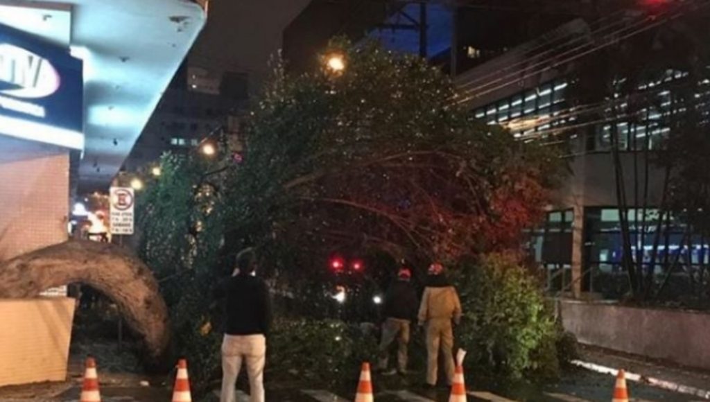 Caminhão esbarra e derruba árvore ‘contorcionista’, em Ponta Grossa