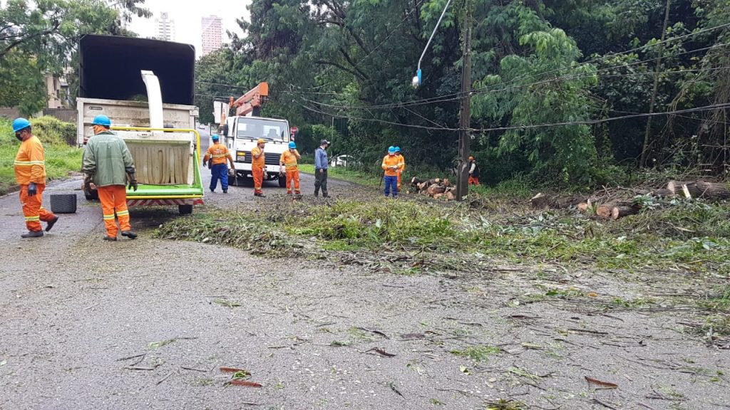 Rua no Bairro Country precisa ser interditada para corte de árvore que atingiu rede elétrica