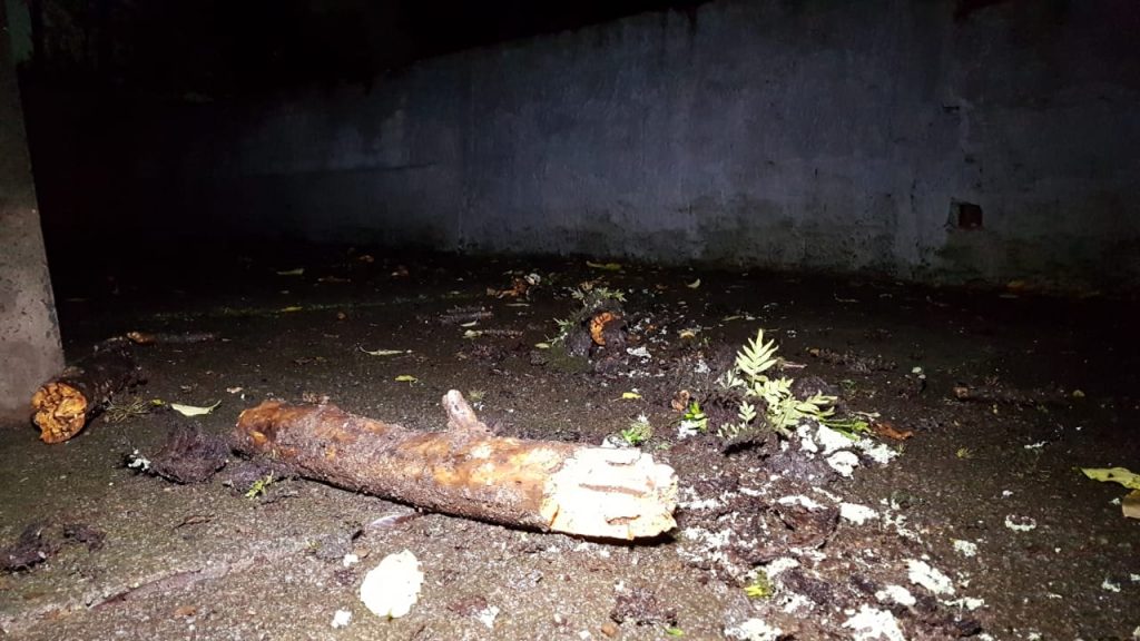 Poda de galhos mobiliza Bombeiros ao Centro