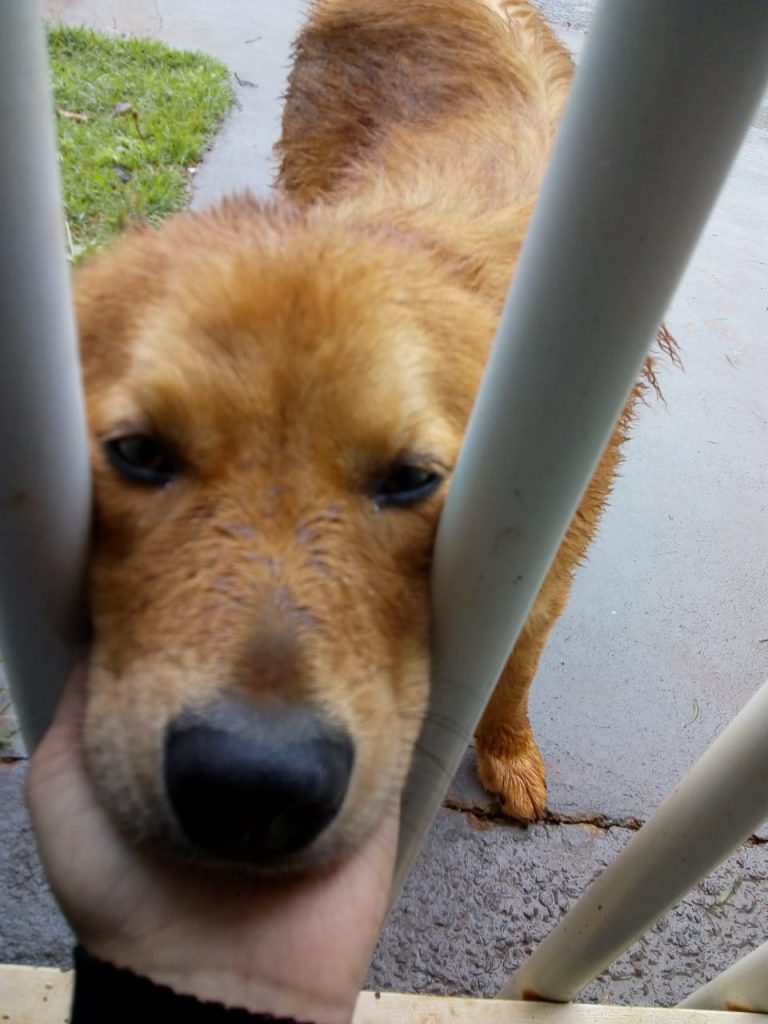 Cachorro é encontrado no Jardim Veneza