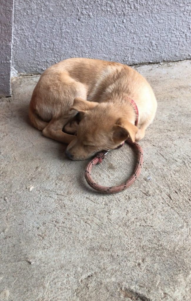 Cadelinha é encontrada no Bairro Alto Alegre