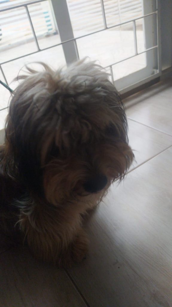 Cachorrinha é encontrada no Bairro Santa Cruz