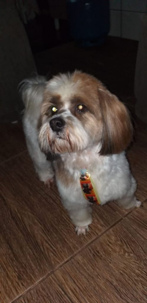 Cachorro é encontrado no Bairro Bela Vista
