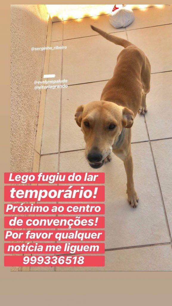 Cachorro está desaparecido na Região do Lago