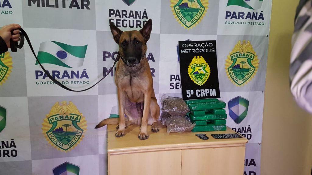 Cão policial denuncia mala e adolescente é apreendida com maconha na Rodoviária