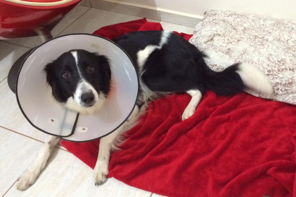 Cadela está desaparecida na região do Pioneiros; criança está muito triste devido ao sumiço do cão
