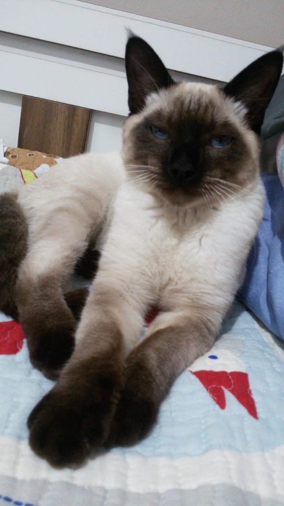Gato de estimação está perdido no Parque São Paulo