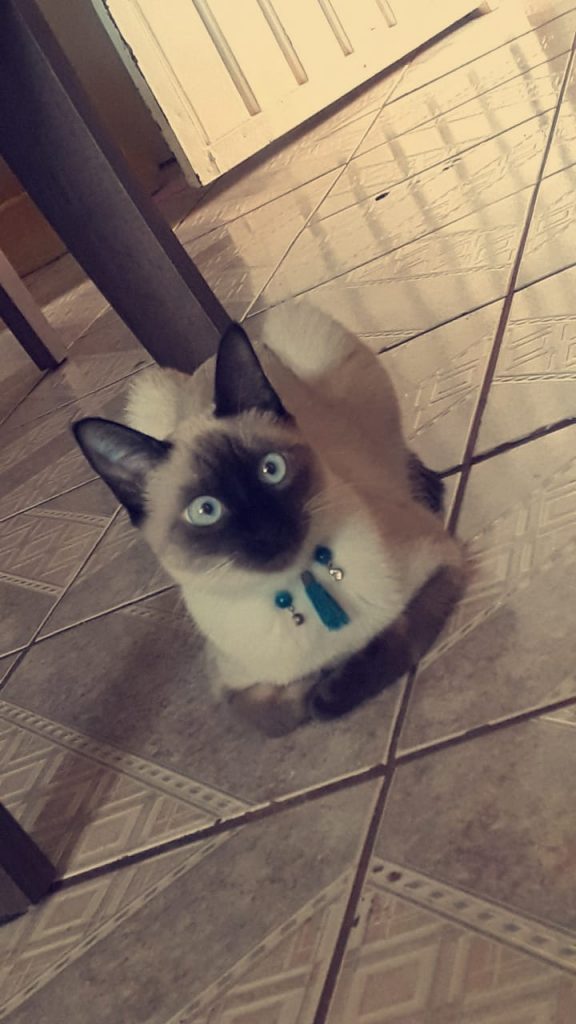 Gata de estimação desapareceu no Jardim Colonial