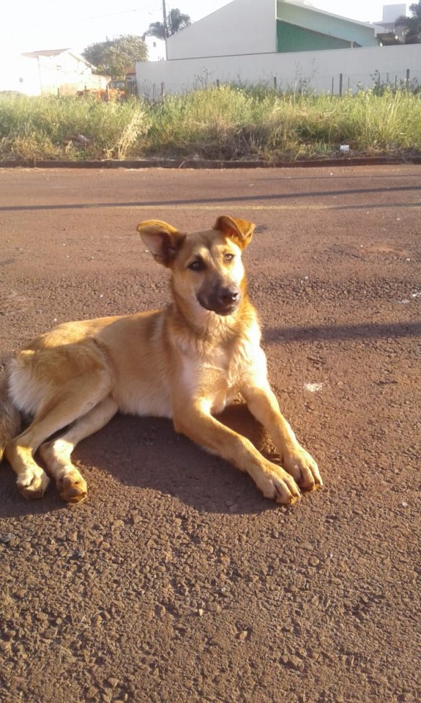 Cachorro é encontrado no Loteamento Mirante